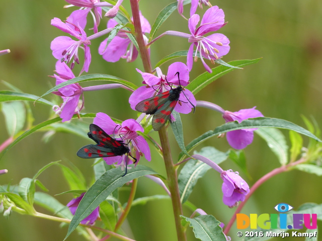 FZ030467 Six-spot Burnets (Zygaena filipendulae) on purple flowers